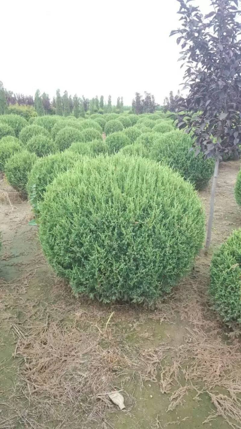 出售各规格柏树球东北耐寒工程苗