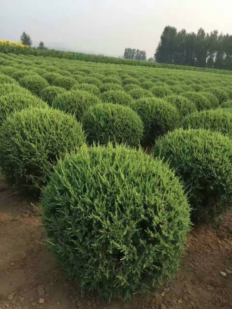 出售各规格柏树球东北耐寒工程苗
