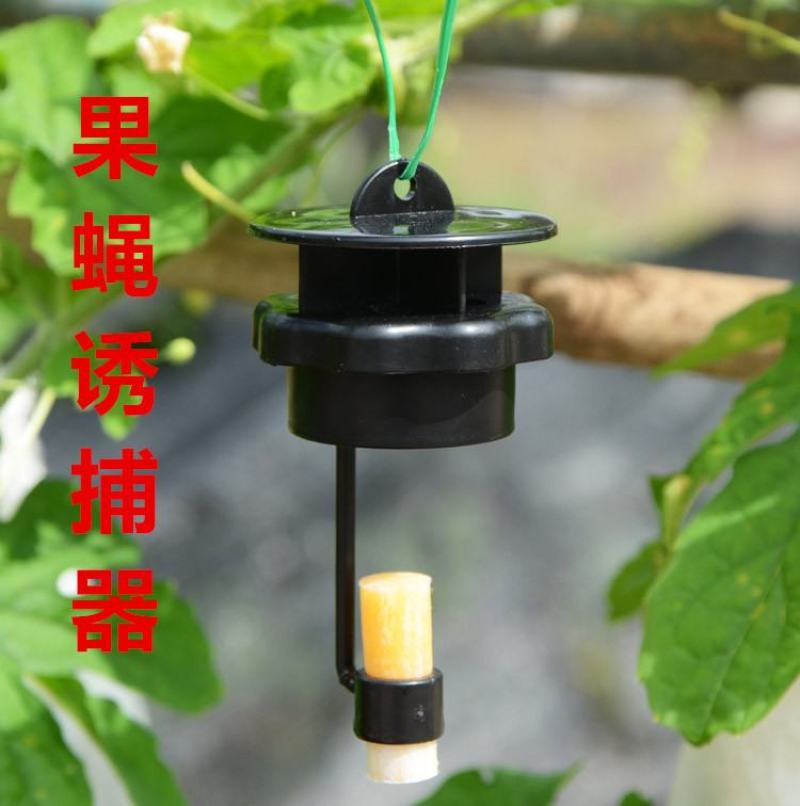 果蝇针蜂诱捕器果实蝇瓜果蔬菜花卉防虫诱虫性诱剂药水诱捕器