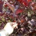 批发各规格紫叶椆李扦插小苗