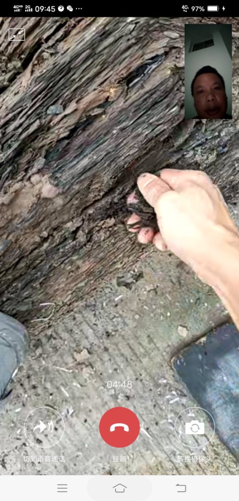 朴树绿化工程种苗金品朴树
