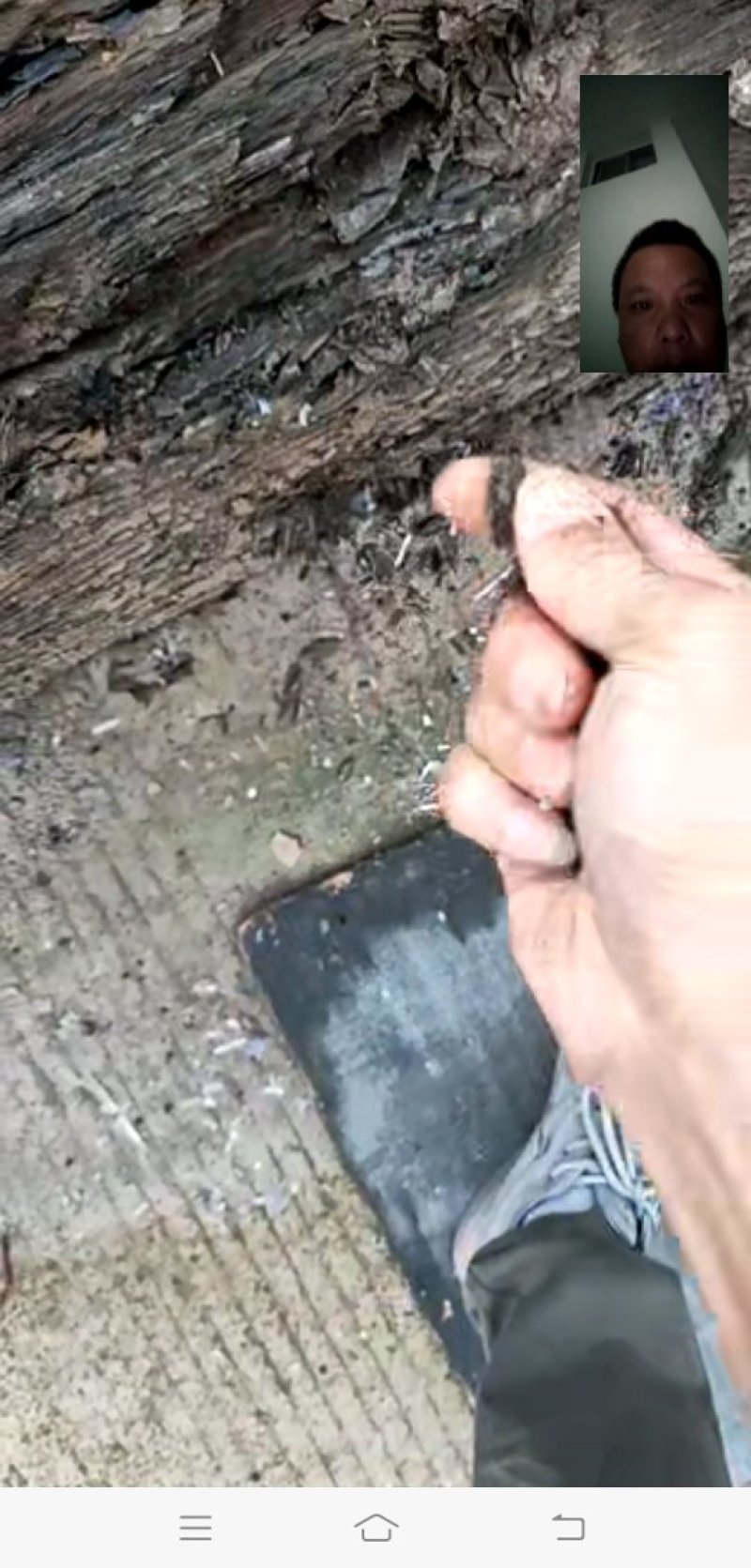 朴树绿化工程种苗金品朴树