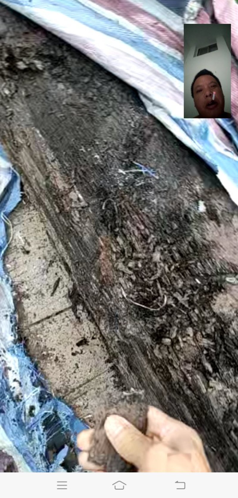 朴树绿化工程种苗金品朴树