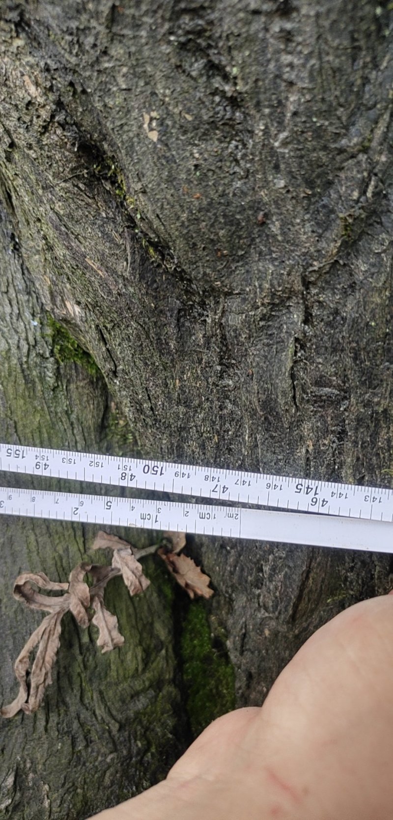 朴树绿化工程种苗金品朴树