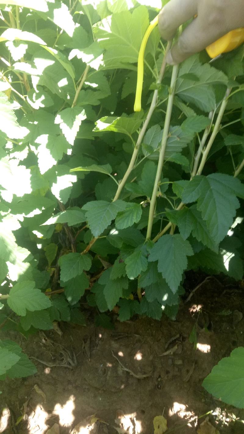 出售自家苗圃各规格金叶风箱果