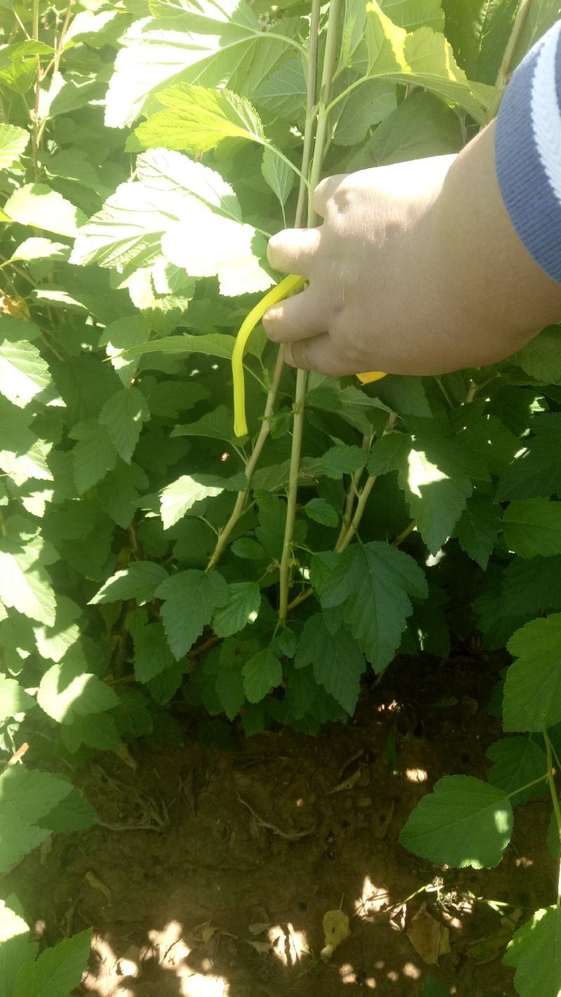 出售自家苗圃各规格金叶风箱果