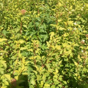 出售自家苗圃各规格金叶风箱果