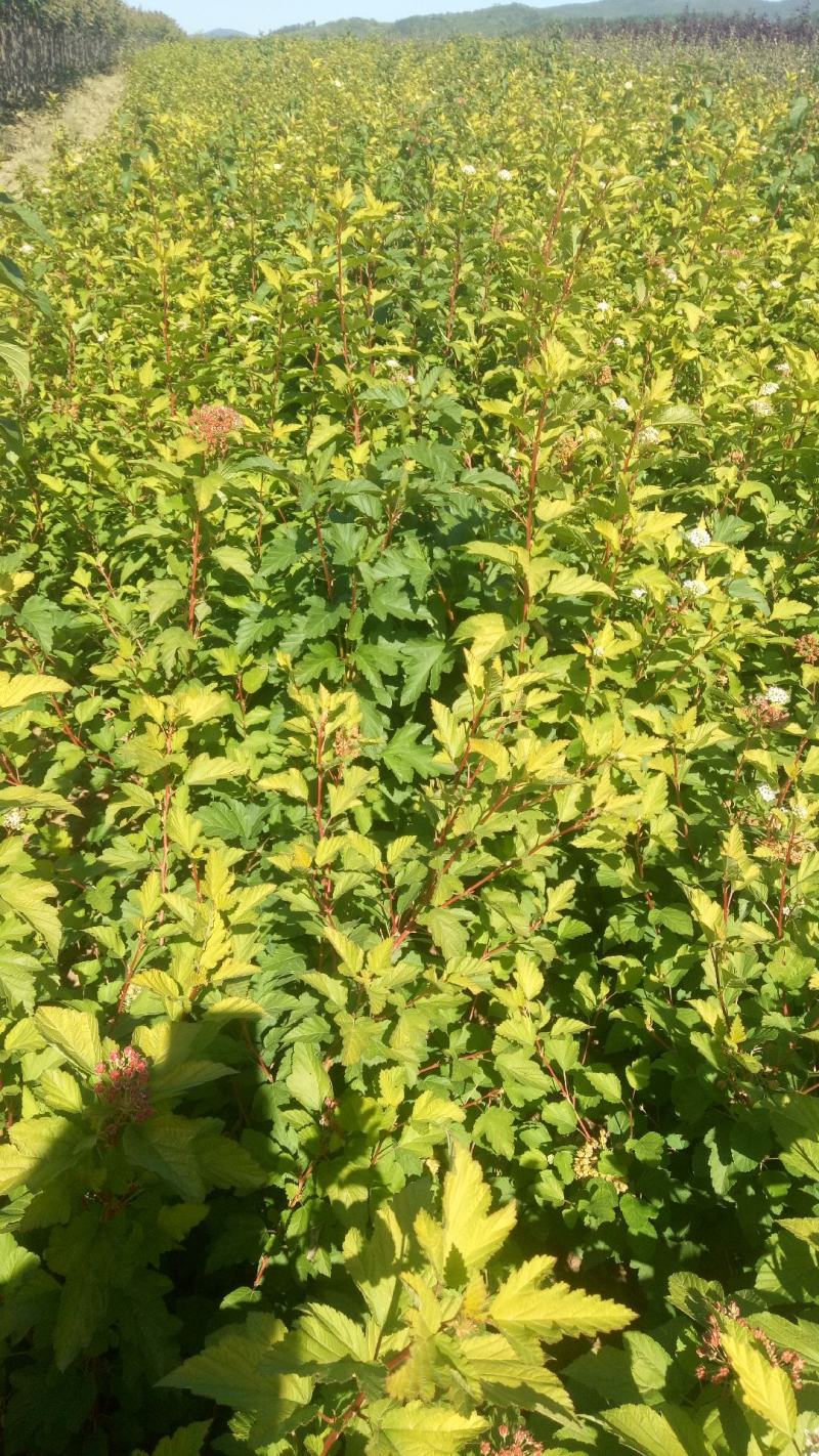 出售自家苗圃各规格金叶风箱果