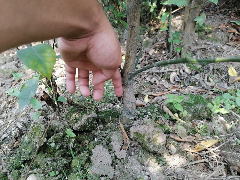 沃柑苗红橘跕木分枝好无病虫害处理了