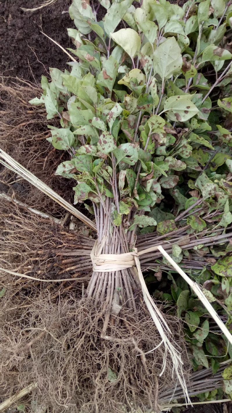 出售自家苗圃各规格紫丁香播种小苗