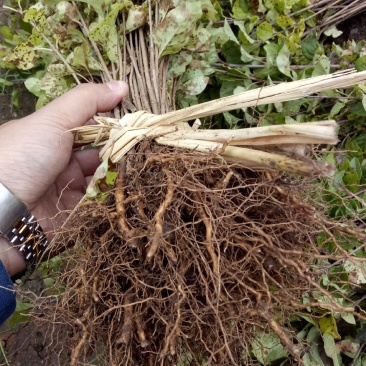 出售自家苗圃各规格紫丁香播种小苗