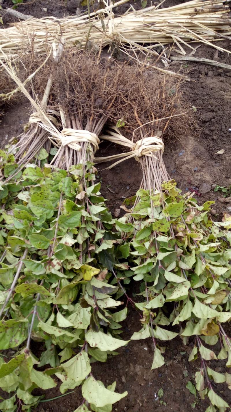 出售自家苗圃各规格紫丁香播种小苗