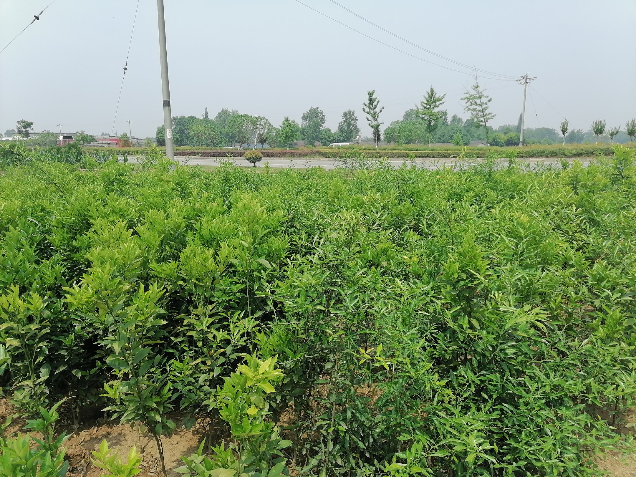 一片阳光明媚的沃柑种植园,绿叶间挂满金黄色的沃柑果实,果树整齐排列,土壤湿润,远处有农民正在采摘,体现生态农业与自然生长环境 沃柑果园实景