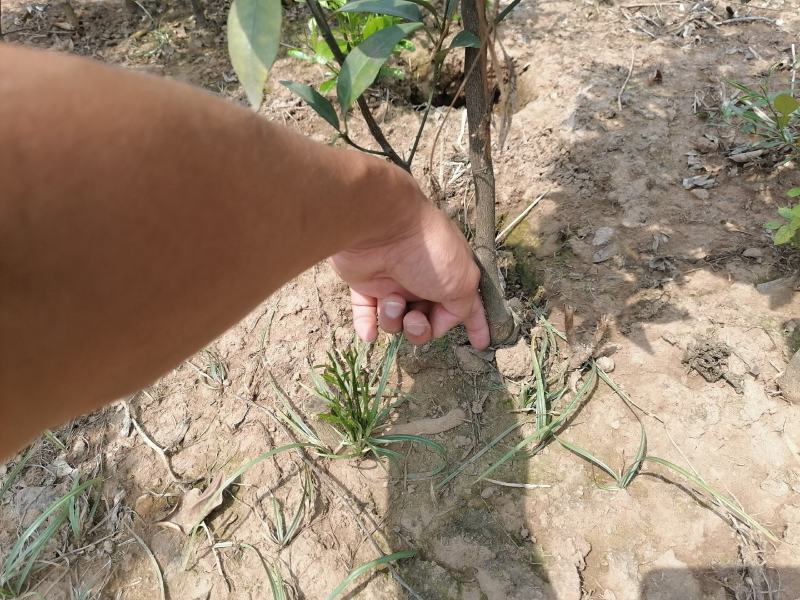 沃柑苗红橘跕木分枝好无病虫害处理了