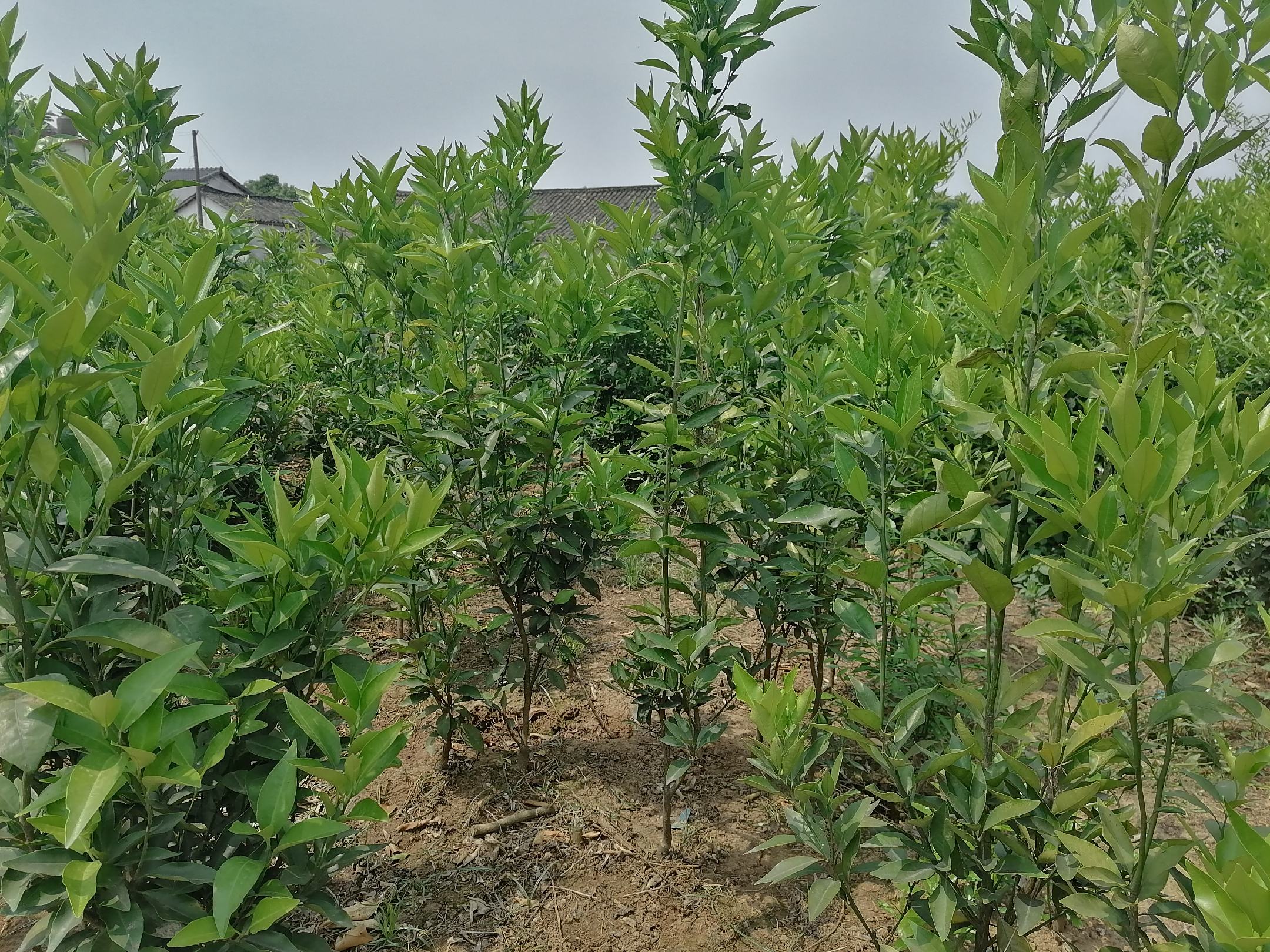 沃柑果园实景照片