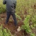 珍珠梅