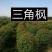 三角枫球
