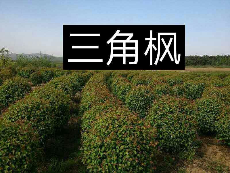 三角枫球