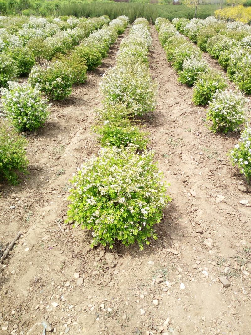 各规格珍珠绣线菊球绣线菊苗