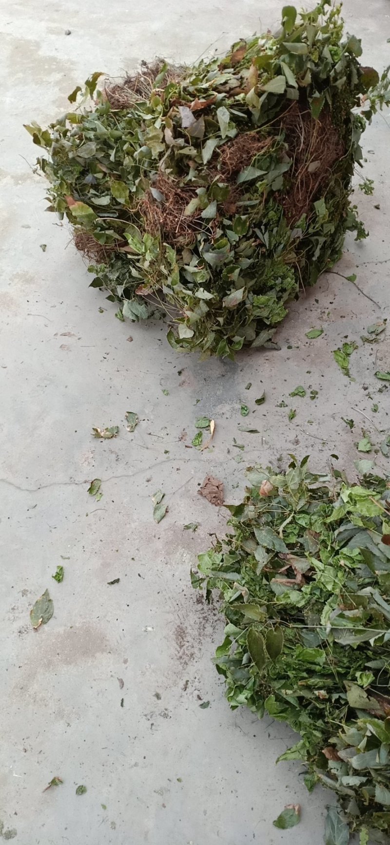小叶淫羊藿干货！叶子颜色好！品质有保证！