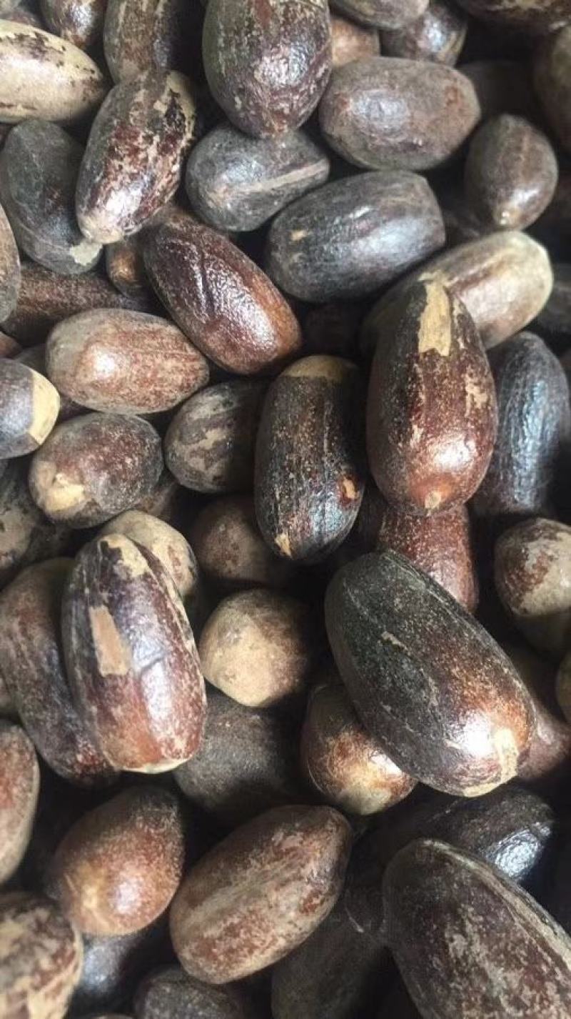 【旭华香料】圆香果长足干无硫油多光滑产地一手货量大包邮