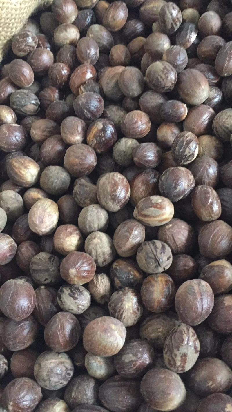 【旭华香料】圆香果长足干无硫油多光滑产地一手货量大包邮