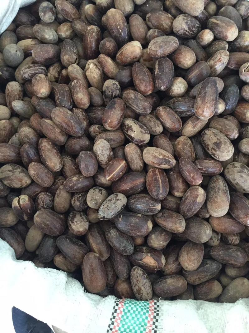 【旭华香料】圆香果长足干无硫油多光滑产地一手货量大包邮
