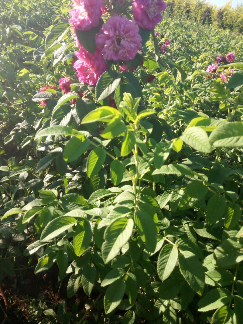 出售各规格四季玫瑰（红刺玫）