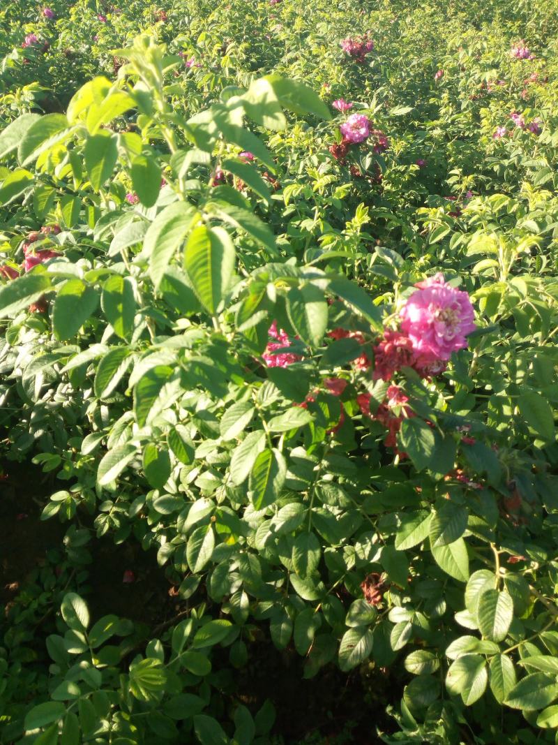 出售各规格四季玫瑰（红刺玫）