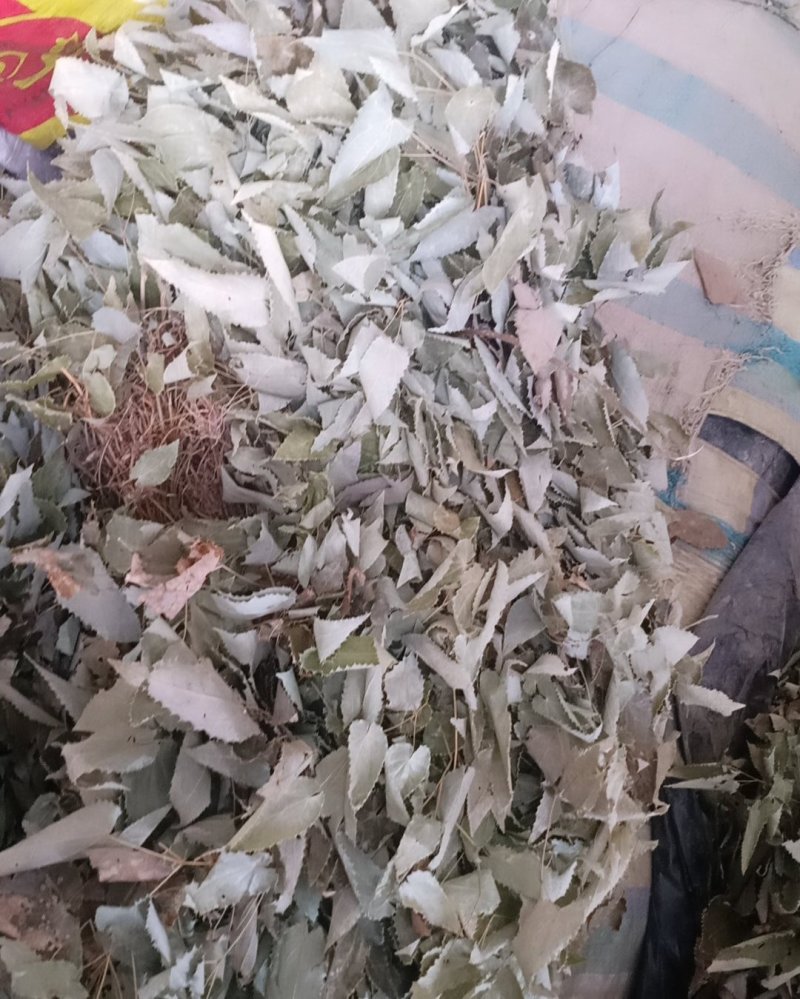 小叶淫羊藿干货！叶子颜色好！品质有保证！