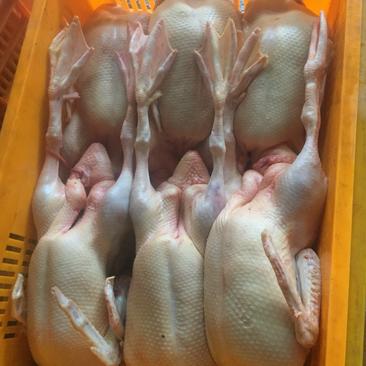 一级白条鸭，鲜货，冻货，厂家直销，全年生产，可全国发货。