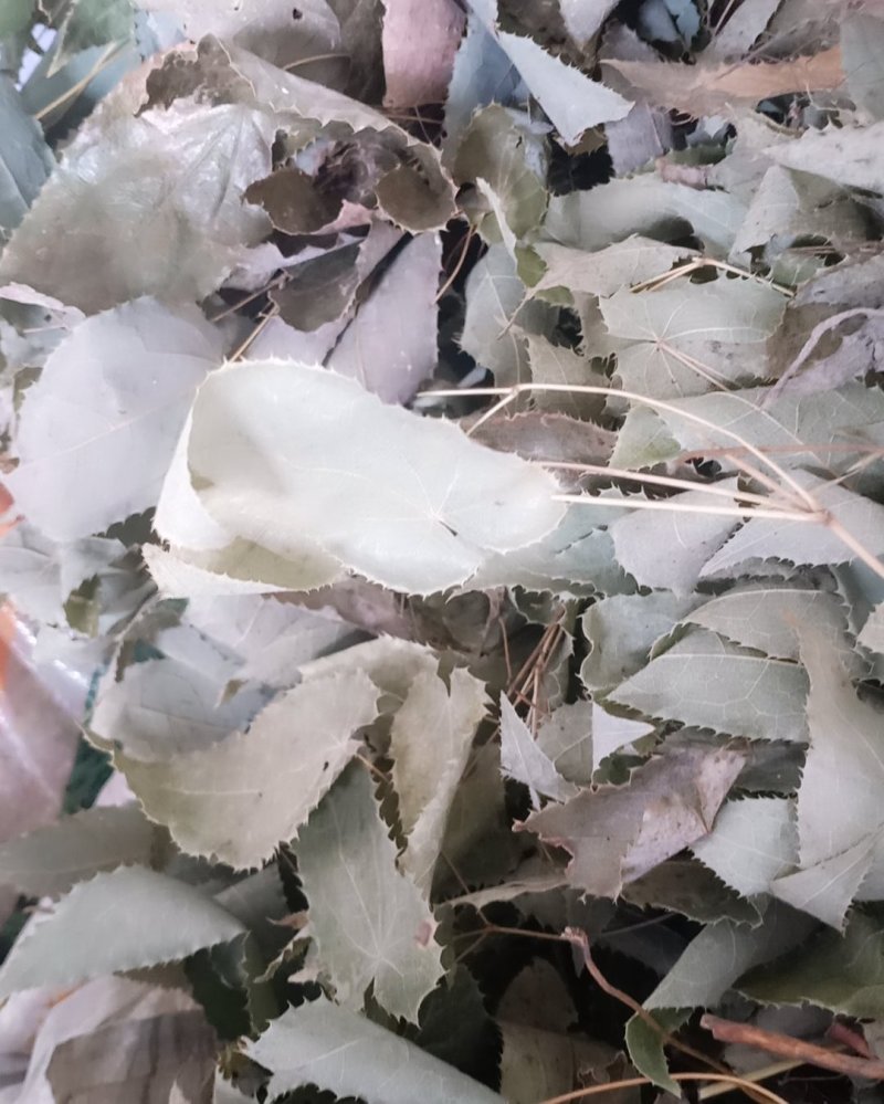 小叶淫羊藿干货！叶子颜色好！品质有保证！