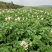 希森2两起步适合食堂、市场商超价格低廉