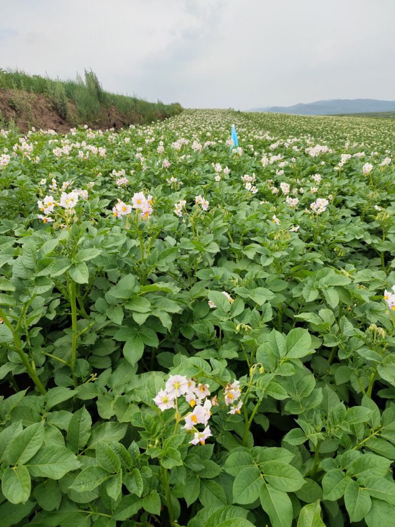 希森2两起步适合食堂、市场商超价格低廉