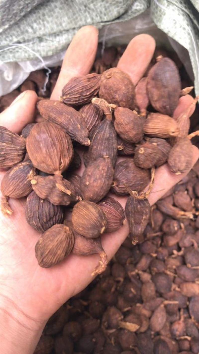 草果卤肉炖肉川菜火锅提味增香去腥解腻香料调料爆油足干无硫