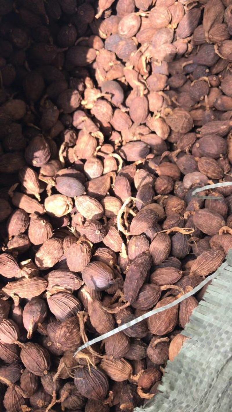 草果卤肉炖肉川菜火锅提味增香去腥解腻香料调料爆油足干无硫