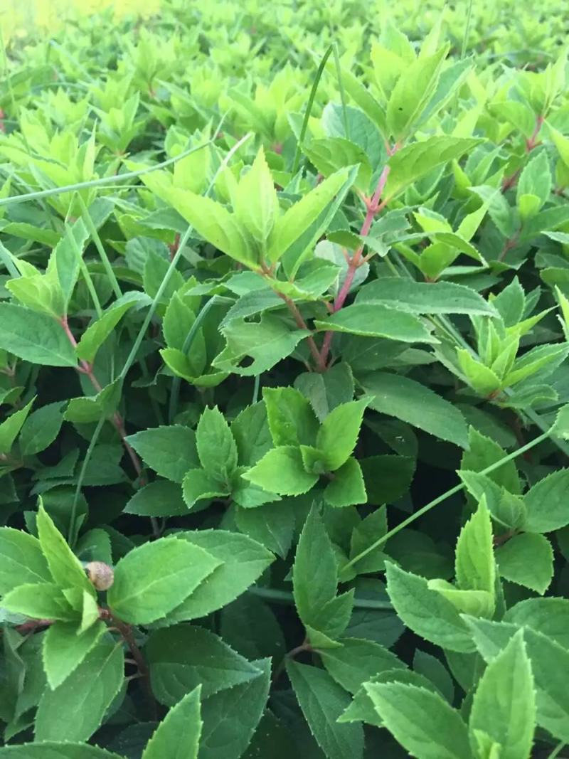 批发木绣球（绣球花）工程苗