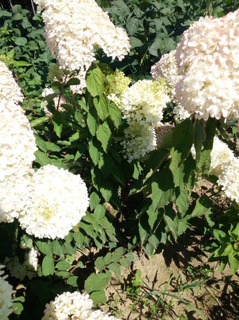 批发木绣球（绣球花）工程苗