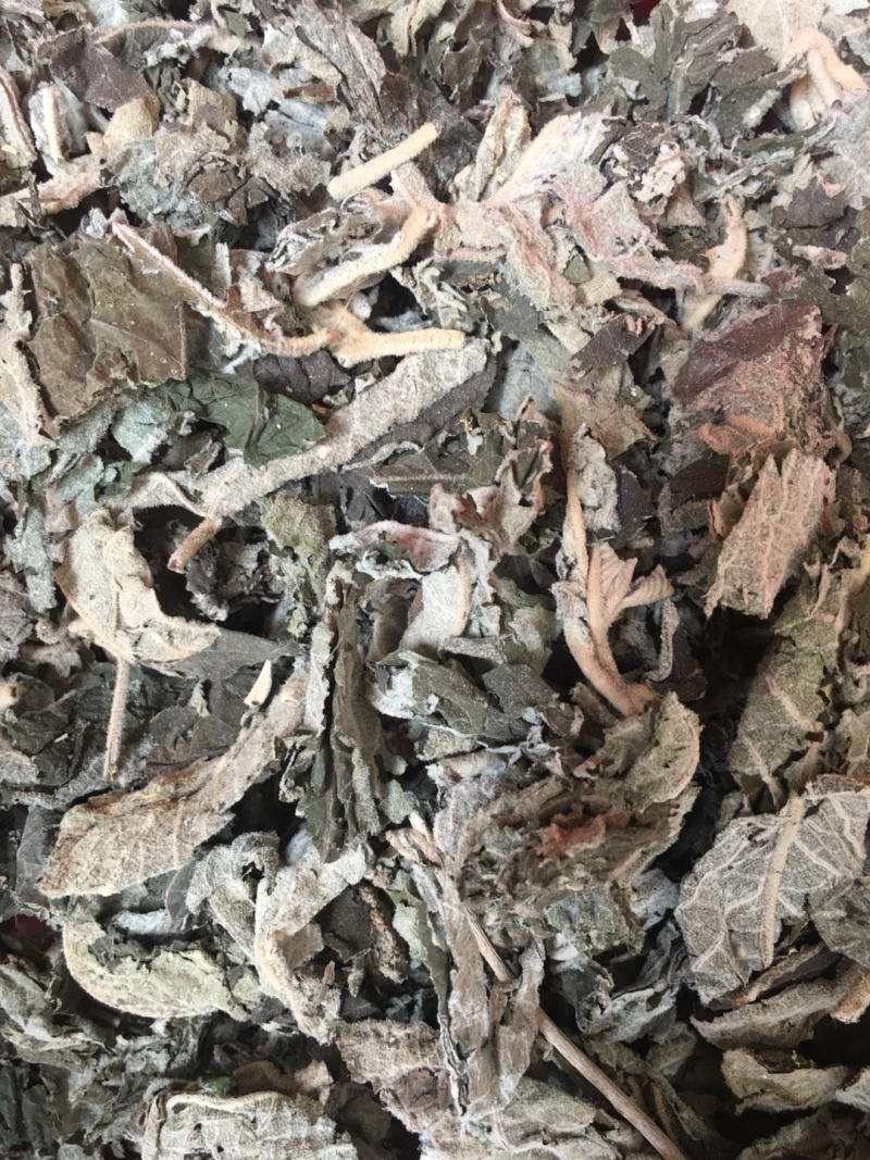 紫珠叶【包邮】三斤起发货可批量可零售量大从优
