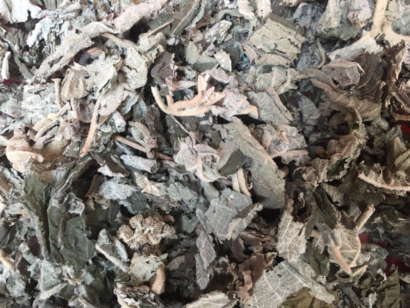 紫珠叶【包邮】三斤起发货可批量可零售量大从优
