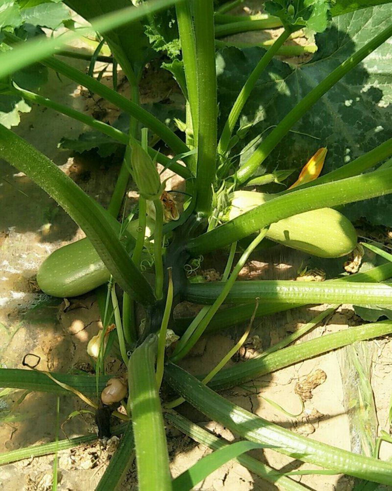 陕西省淳化西葫芦大量现货