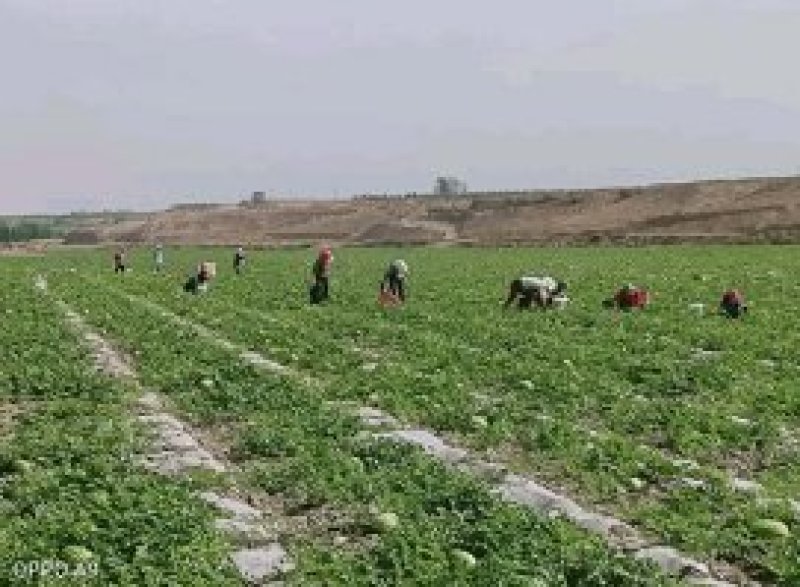 【热卖中】宁夏中卫西瓜硒砂瓜石头瓜个头大包熟包甜大量上市