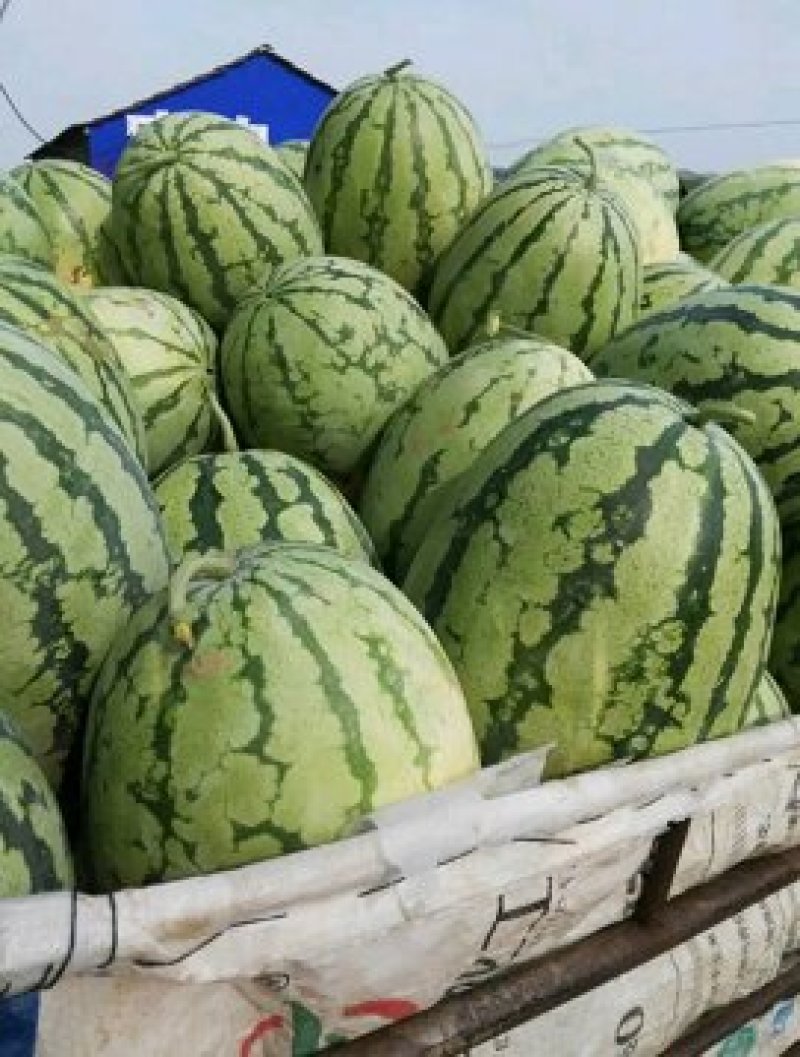 【热卖中】宁夏中卫西瓜硒砂瓜石头瓜个头大包熟包甜大量上市