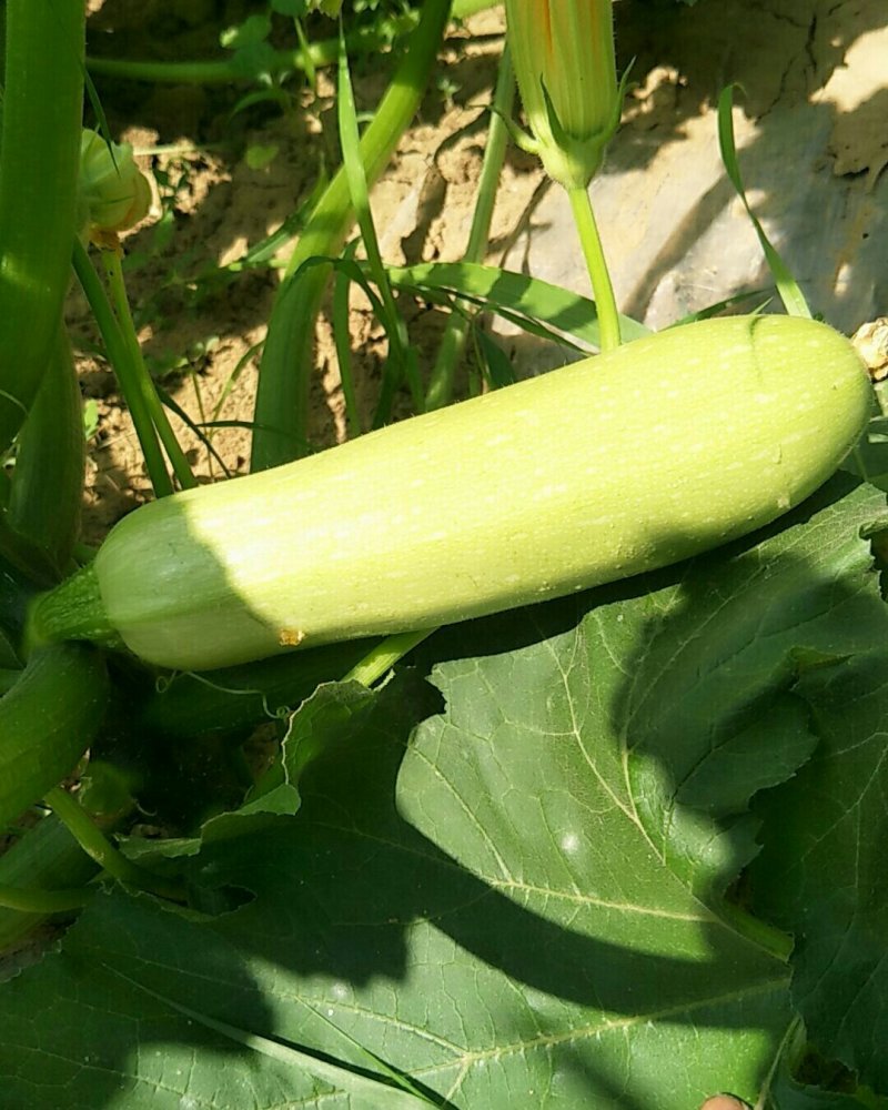 陕西省淳化西葫芦大量现货