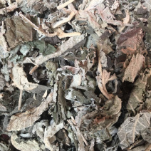 紫珠叶【包邮】三斤起发货可批量可零售量大从优