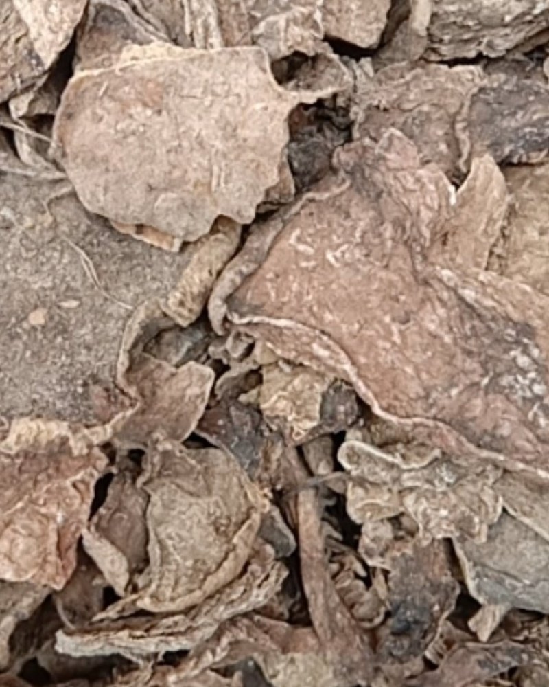 雪胆，常年批发供应各种规格产地冷背中药材
