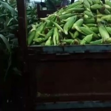 重庆潼南188鲜玉米口感甜糯质量上好