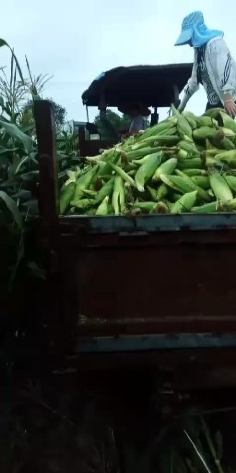 重庆潼南188鲜玉米口感甜糯质量上好