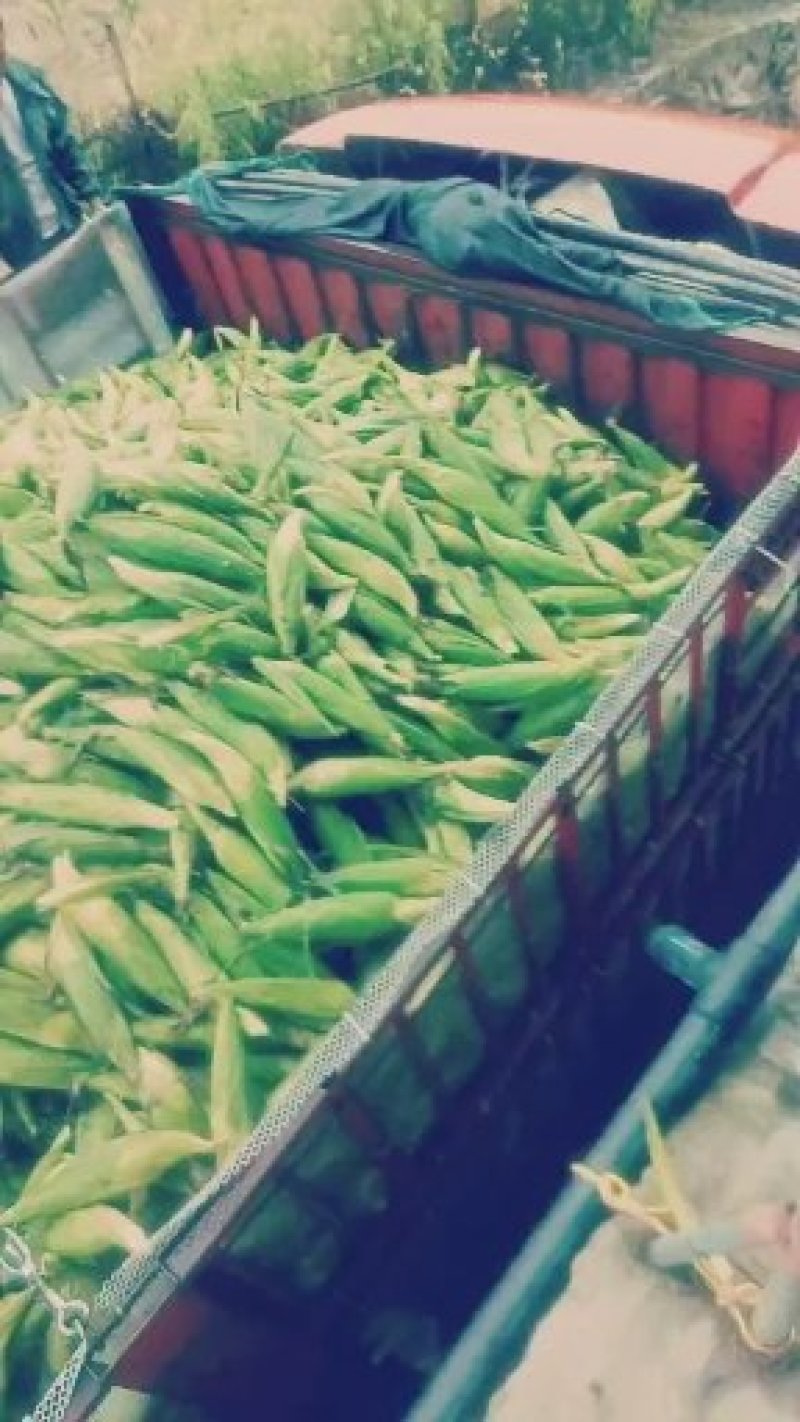 重庆潼南188鲜玉米口感甜糯质量上好