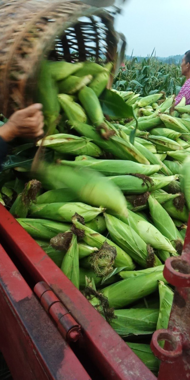 重庆潼南188鲜玉米口感甜糯质量上好